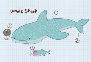 sea-creatures-fun-facts-whale-shark
