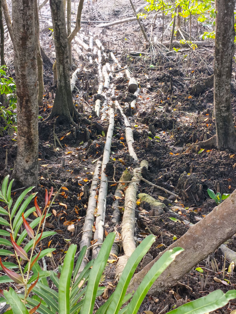 kuala-selangor-mangrove-tree-3
